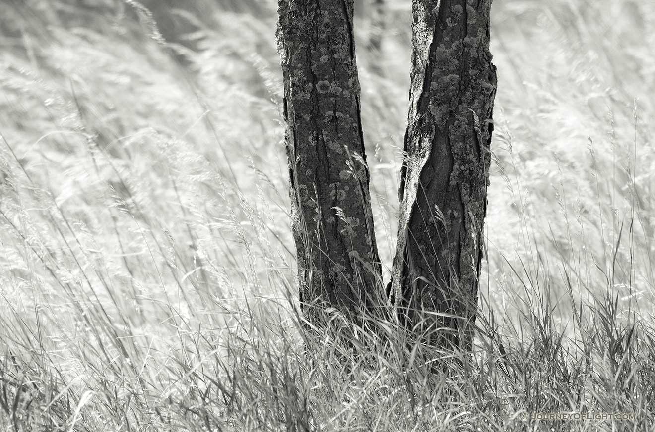 A tree is surrounding by native prairie grass blowing in the wind at Chalco Hills Recreation Area in Nebraska. - Chalco Hills Picture