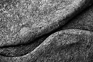 Patterns, contrasts and curves on a fallen log at DeSoto National Wildlife Refuge in eastern Nebraska. - Nebraska Photograph