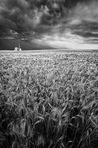 On a warm summer evening, storm clouds gather over a field of wheat in eastern Nebraska. - Nebraska Photograph