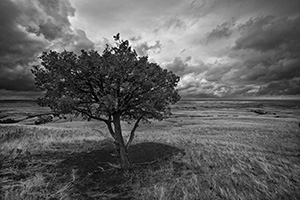 A lone tree watches over the vast prairie while a storm brews on the horizon in the Sage Creek area at Badlands National Park in South Dakota. - South Dakota Photograph