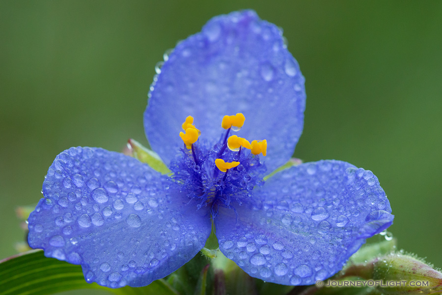 Drops of rain cling to a spiderwort at Ash Hollow State Historical Park in western Nebraska.  Spiderworts bloom only opens for one day. - Nebraska Photography
