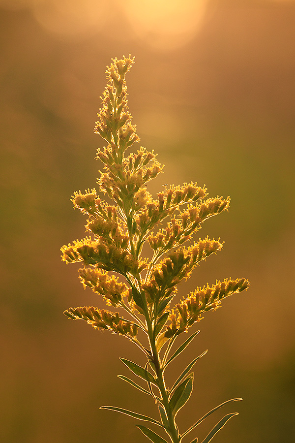 Scenic nature photograph of Goldenrod backlit by the setting sun in eastern Nebraska. - Nebraska Picture