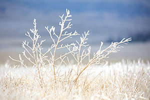 Nature photograph of prairie grass in northwestern Nebraska crusted with ice. - Nebraska Photograph