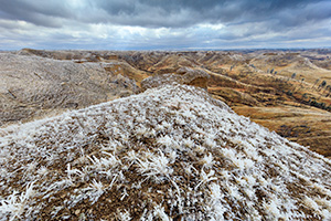 Nature photograph of the Nebraska National Forest in winter. - Nebraska Photograph
