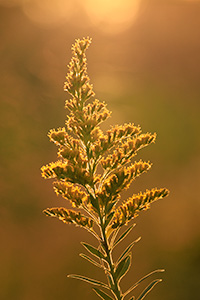 Scenic nature photograph of Goldenrod backlit by the setting sun in eastern Nebraska. - Nebraska Photograph