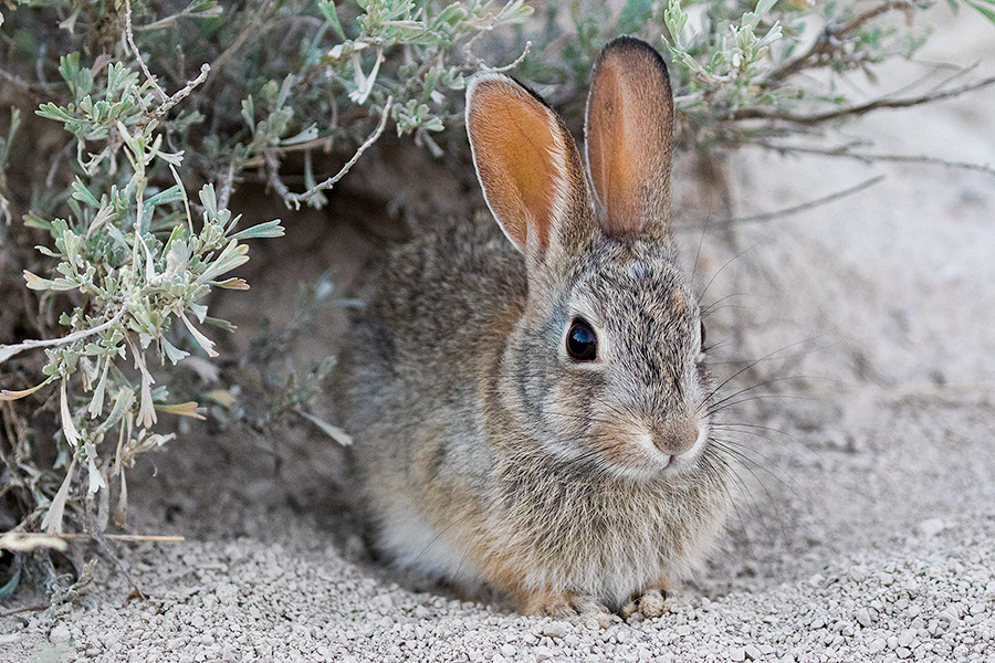 A Nebraska wildlife photograph of a cottontail rabbit under sagebrush at Toadstool Geologic Park. - Nebraska Photography