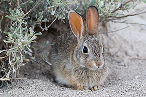 A Nebraska wildlife photograph of a cottontail rabbit under sagebrush at Toadstool Geologic Park. - Nebraska Photograph