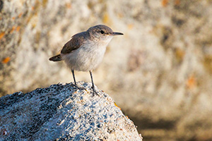 A Nebraska wildlife photograph of a rock wren on a boulder at Toadstool Geologic Park. - Nebraska Photograph