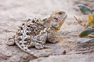 A Nebraska wildlife photograph of a Short-horned lizard at Toadstool Geologic Park in western Nebraska. - Nebraska Photograph