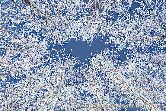 Photograph - Frosted Towers