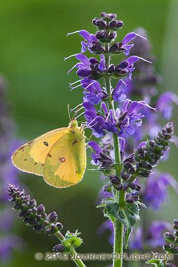 Photograph - Lavender and Lutescent
