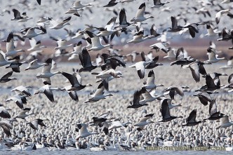 A group of snow geese take to the sky at Squaw Creek National Wildlife Refuge in Missouri. There were over 1 million birds on the lake on this day.