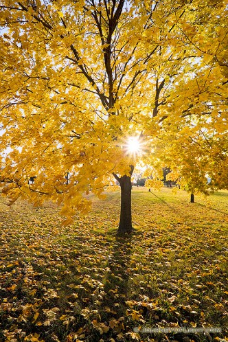 The sun shines through the branches of a maple whose leaves recently turned bright yellow at Branched Oak Lake State Recreation Area in Lancaster County, Nebraska.