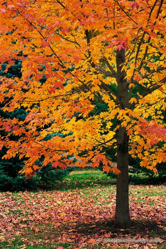 An maple tree turns fiery red and orange in the Autumn at Arbor Day Lodge State Park in Nebraska City, Nebraska.