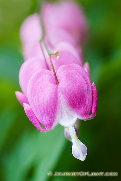 A row of redish bleeding hearts grow outside the museum at Schramm State Recreation Area.