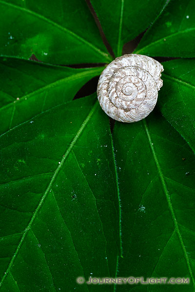 A snail shell rests on the leaves of the forest foliage at Schramm State Recreation Area.