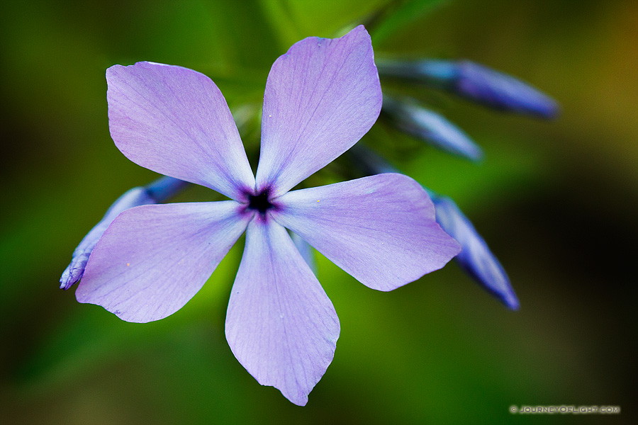 Phlox at Fontenelle Forest
