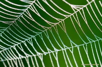 A spiderweb sparkles with dew drops like a string of diamonds early on a July morning in Theodore Roosevelt National Park. - See more at: http://www.journeyoflight.com/photo/diamonds-from-dew/north,dakota