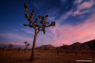 Twilight Descends Over Joshua Tree