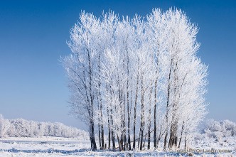 On a cold February morning after the fog cleared, hoarfrost clung to a stand of cottonwoods at Chalco Hills Recreation Area.