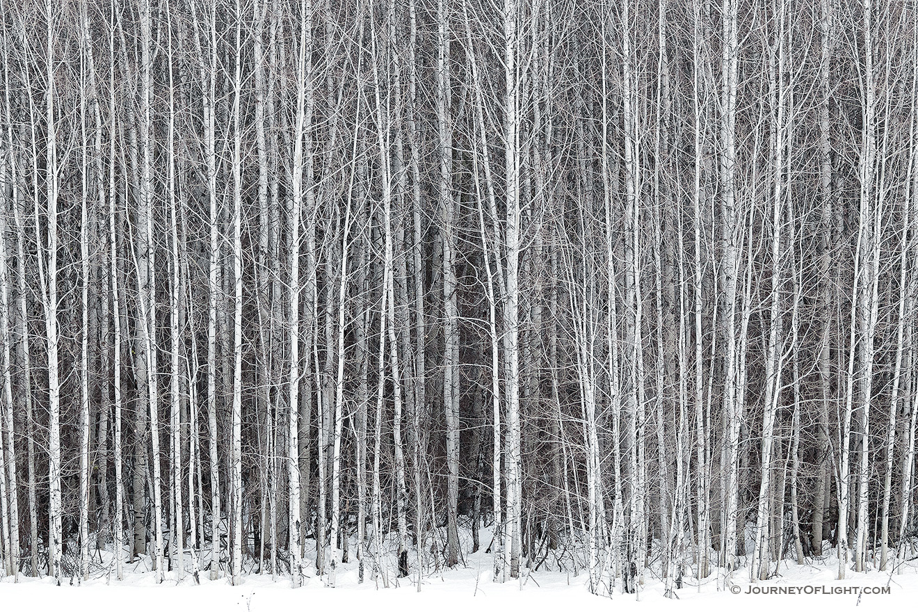 A stand of aspens stands among the snow along the road to Stevens Pass in the Wenatchee National Forest.