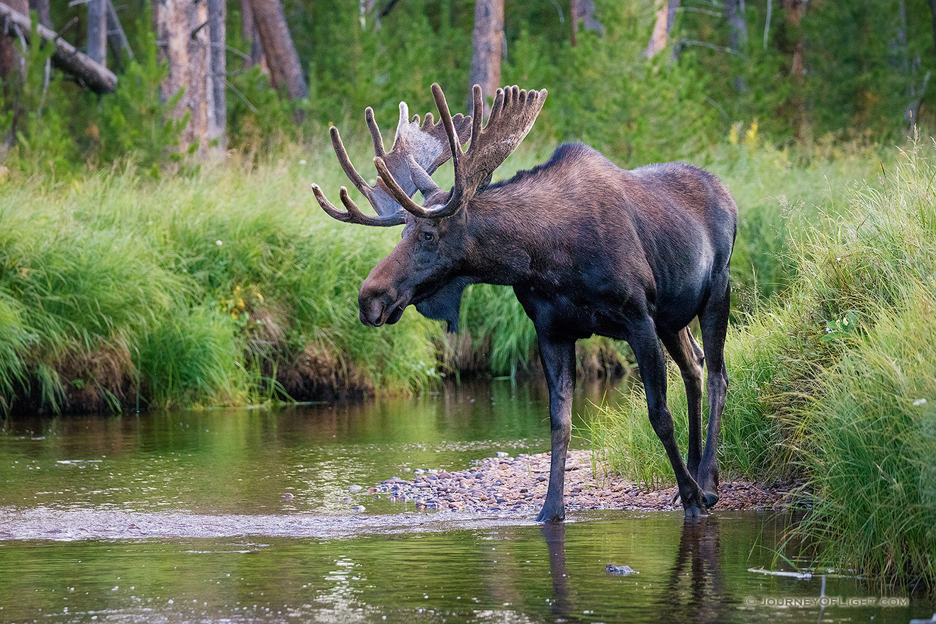 Near dusk in Summerland Park in western Rocky Mountain National Park, a bull Moose quietly crosses the North Inlet stream.