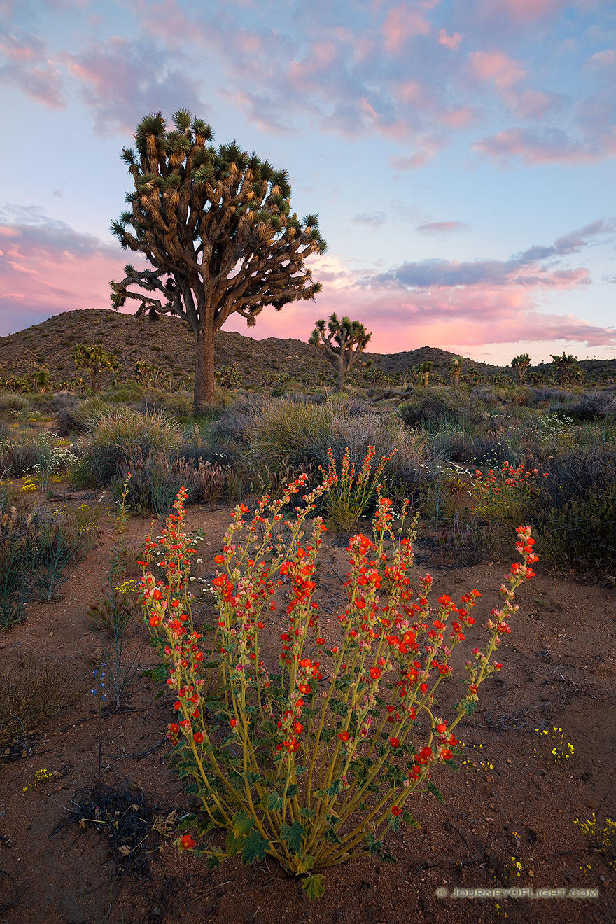 Several days of rain bring much needed moisture to Joshua Tree National Park. After these storms wildflowers bloom abundantly throughout the landscape.
