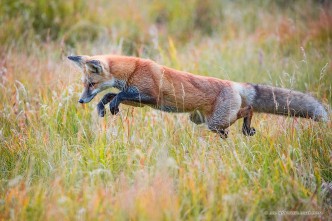 A red fox pounces on unsuspecting prey in the Kawuneeche Valley of western Rocky Mountain National Park, Colorado.