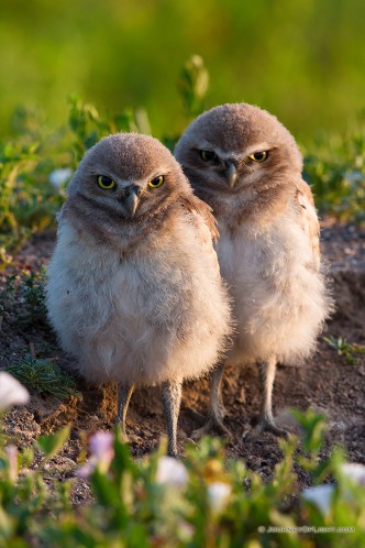 Two burrowing owl chicks watch quietly outside their home in Badlands National Park, South Dakota.