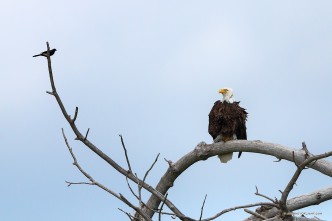 A crow sits on a branch taunting the larger Bald Eagle. The eagle merely looked at him, ignoring his taunts.