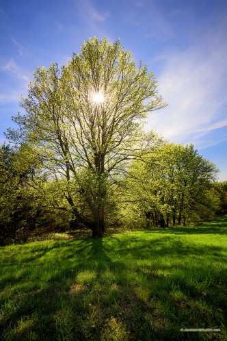The warm sun shines through the trees on a beautiful spring evening at Platte River State Park.