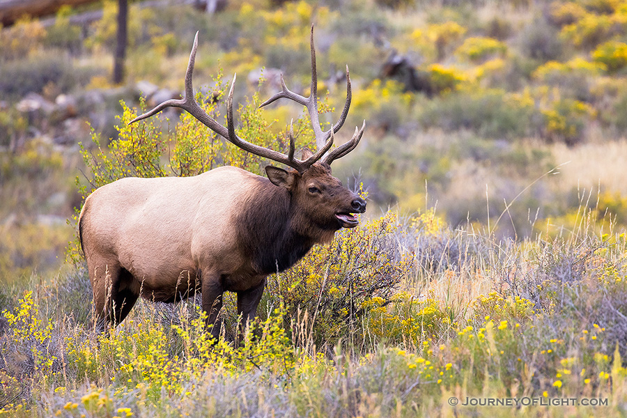 A bull elk bugles to its mates in Rocky Mountain National Park, the sound echoing through Moraine Park. - Colorado Photography