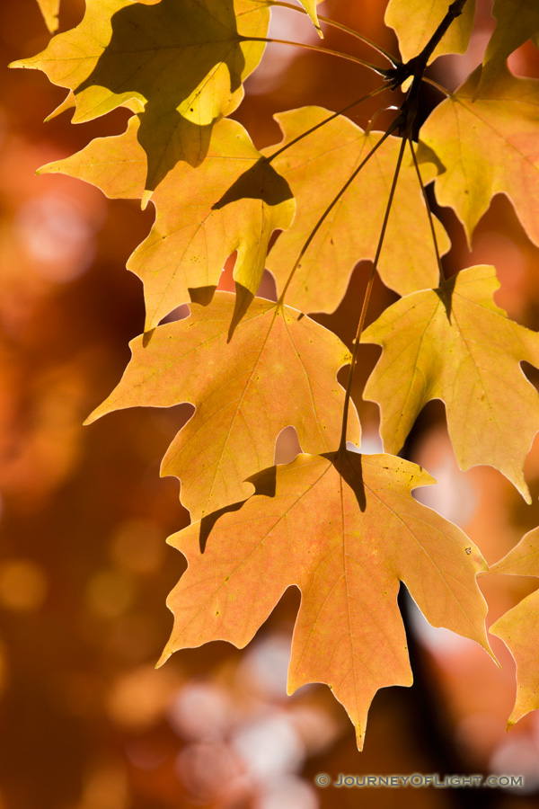 Late afternoon sunlight illuminates autumn maple leaves at Arbor Day Lodge State Park in Nebraska City, Nebraska.