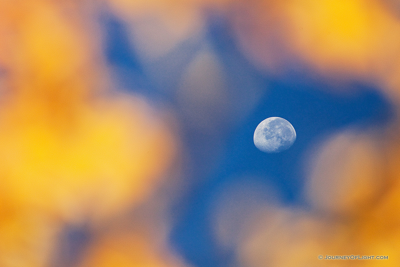 The moon is seen through the branches of an autumn aspen tree on the trail down from Beirstadt Lake in the fall in Rocky Mountain National Park.