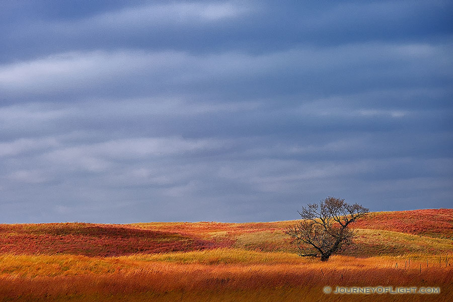 A single tree sits upon the sandhills at Ft. Niobrara National Wildlife Refuge.
