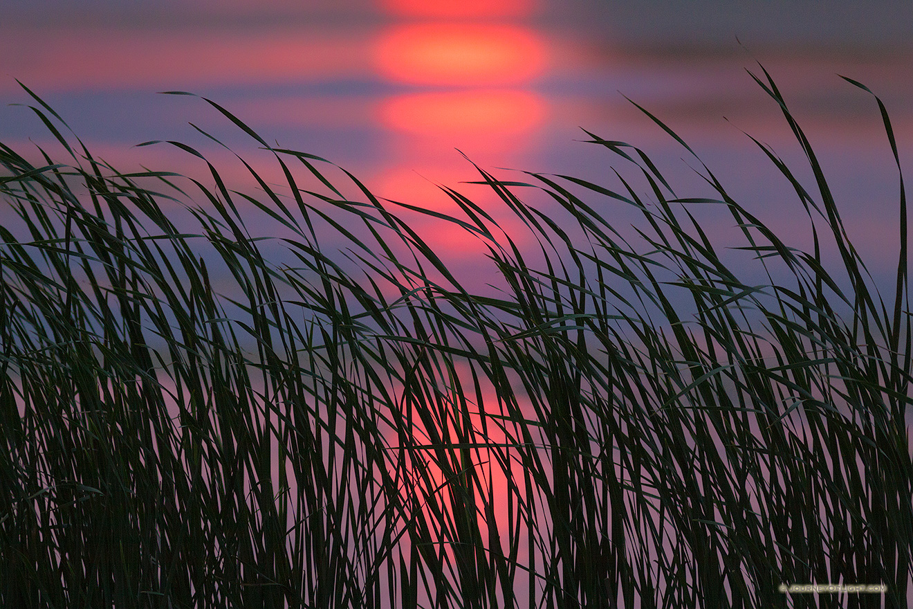 Quiet at the Marsh