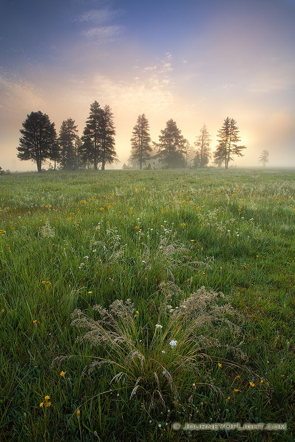 On a cool morning on Elk Meadow in Yellowstone National Park, the sun backlights the trees through a dense fog while verdant grasses fill the foreground. - Yellowstone National Park Photography