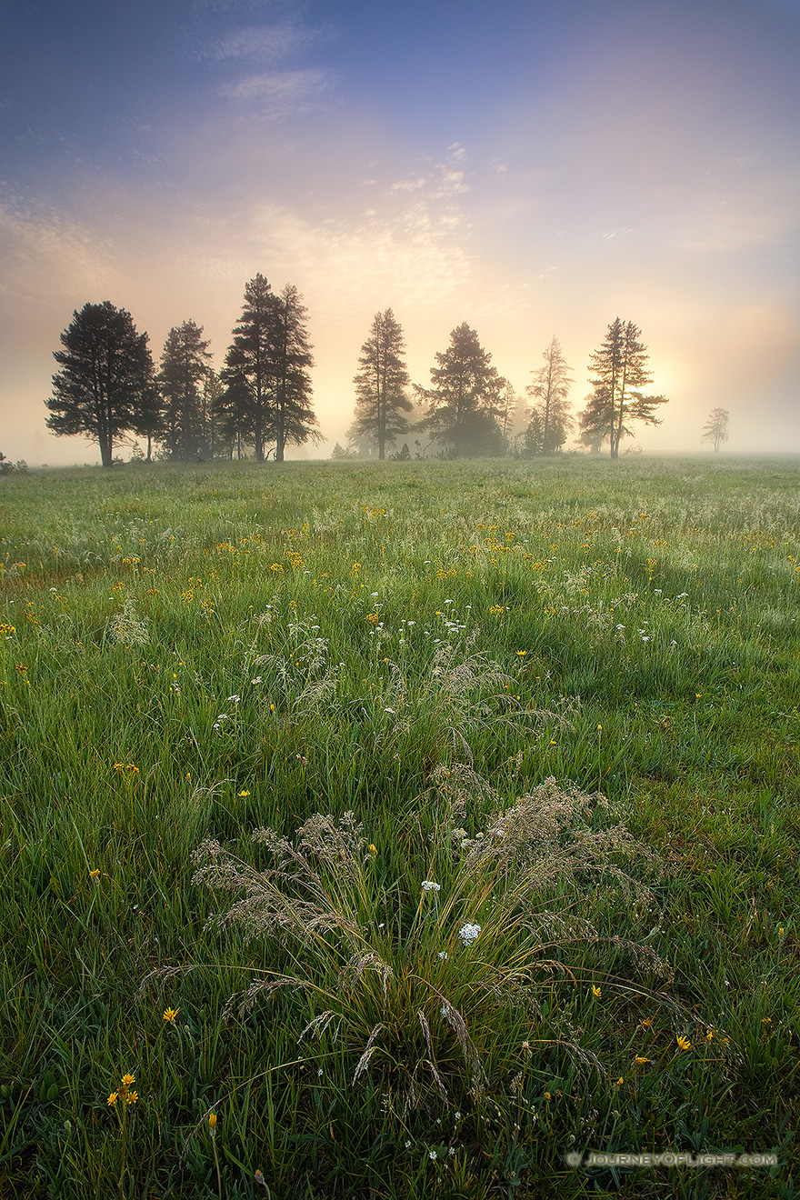 On a cool morning on Elk Meadow in Yellowstone National Park, the sun backlights the trees through a dense fog while verdant grasses fill the foreground. - Yellowstone National Park Picture