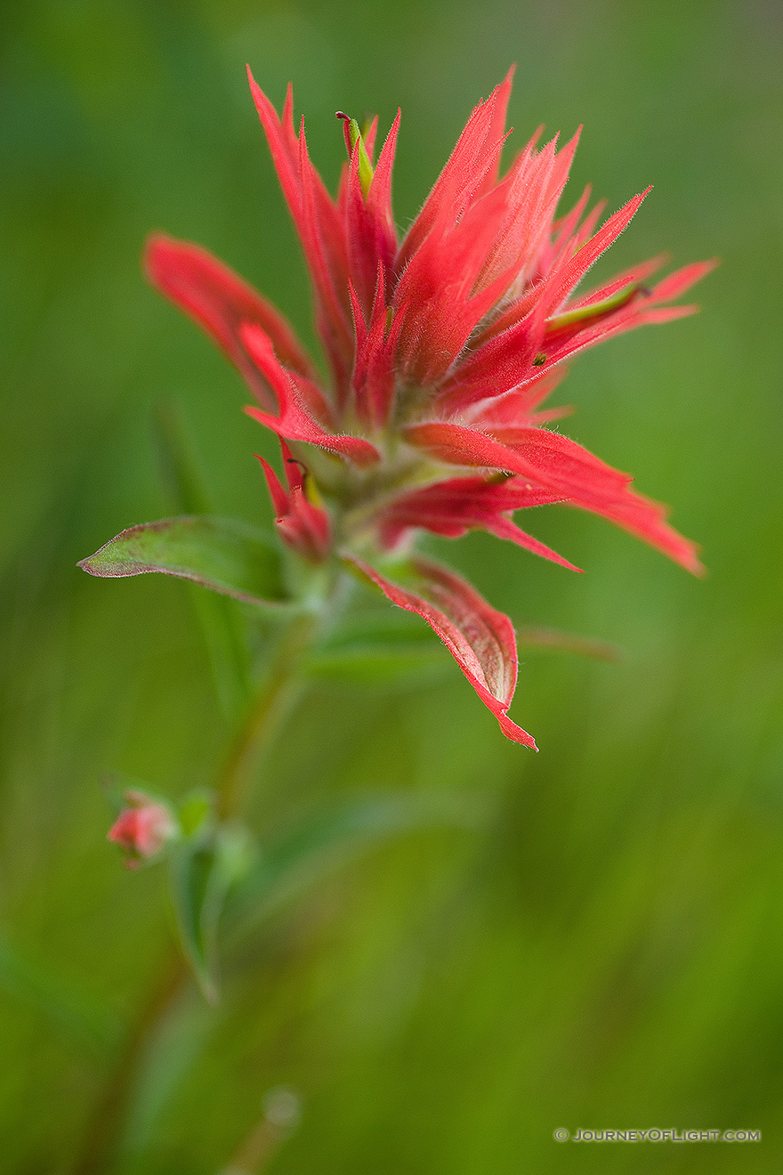 Indian Paintbrush grows in a meadow in Yellowstone National Park, the red color contrasting with the green of the grass. - Yellowstone National Park Picture