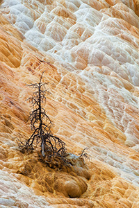 The remains of a tree below the terraces at Mammoth Hot Springs. - Wyoming Landscape Photograph