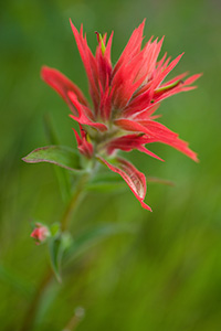 Indian Paintbrush grows in a meadow in Yellowstone National Park, the red color contrasting with the green of the grass. - Wyoming Landscape Photograph