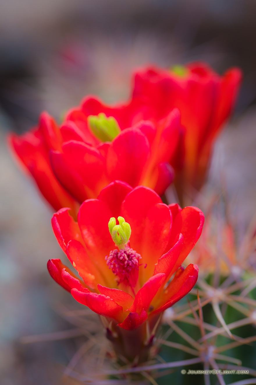 Intense crimson flowers burst from cactus through Joshua Tree National Park on a warm April day. - State of California Picture