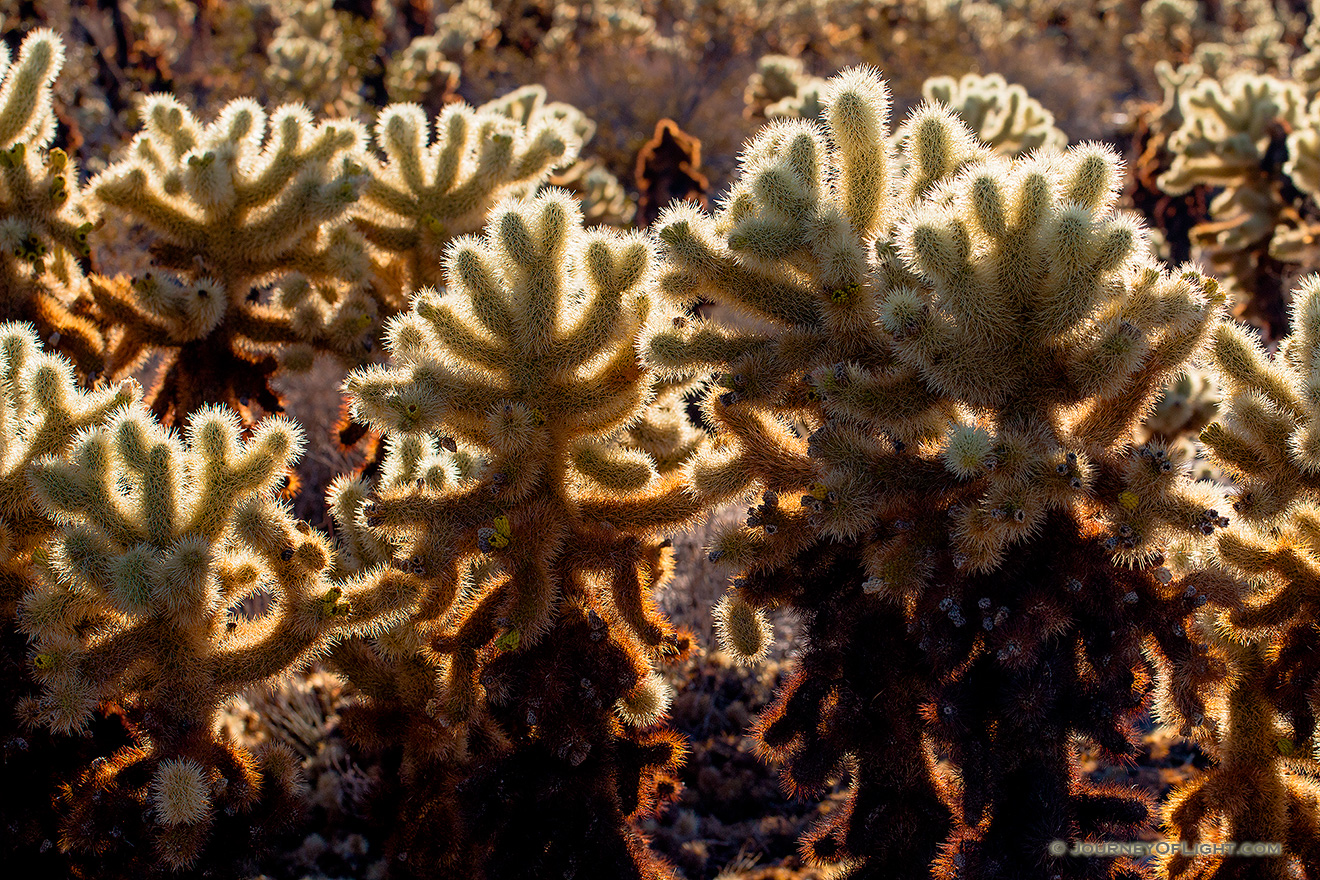 Warm afternoon sun illuminates coachella cacti in Joshua Tree National Park. - State of California Picture