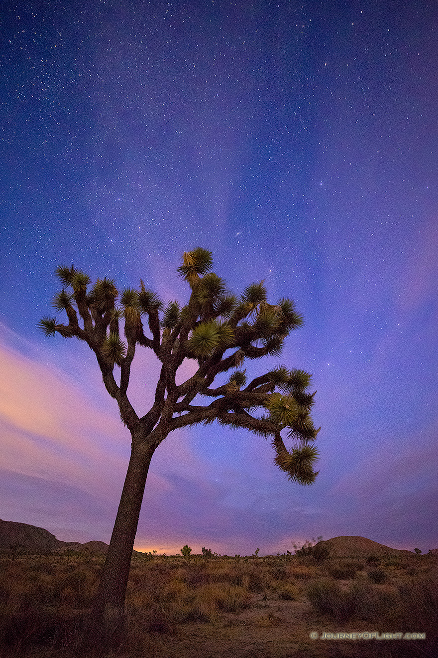 After a beautiful sunset in Joshua Tree National Park, the stars shine bright above the dark landscape. - State of California Picture