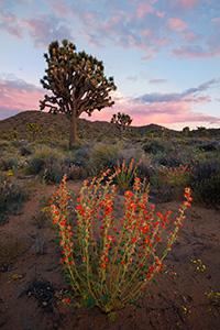 Several days of rain bring much needed moisture to Joshua Tree National Park.  After these storms wildflowers bloom abundantly throughout the landscape. - California Landscape Photograph