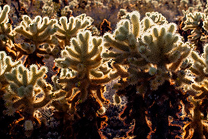 Warm afternoon sun illuminates coachella cacti in Joshua Tree National Park. - California Landscape Photograph