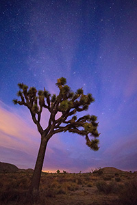 After a beautiful sunset in Joshua Tree National Park, the stars shine bright above the dark landscape. - California Landscape Photograph