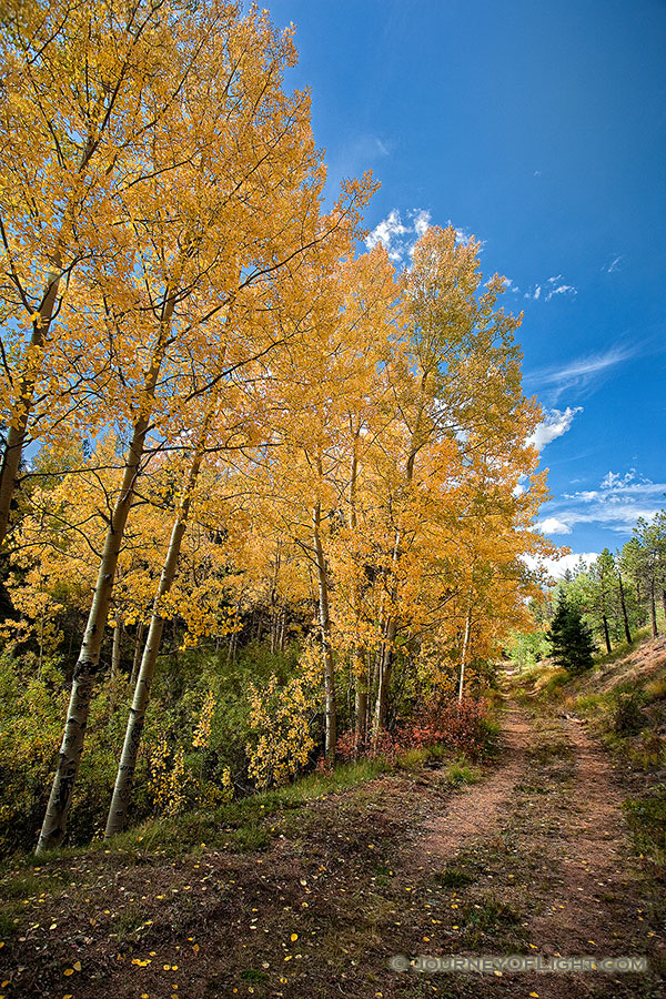 An old abandoned road curves around some autumnal aspens to an unknown destination on Pike's Peak. - Colorado Photography