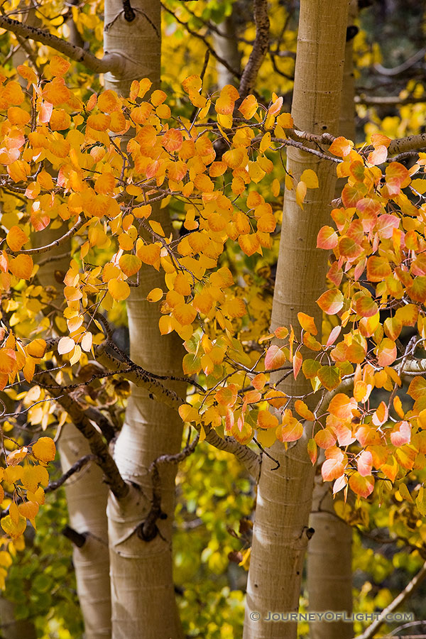 The patterns and colors of an aspen tree in the fall in Colorado. - Colorado Photography