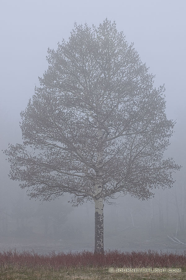 A single aspen emerges from the thick fog in Rocky Mountain National Park, Colorado. - Rocky Mountain NP Photography